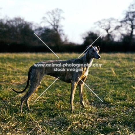 ch shalfleet starlight, show greyhound in a field with hunting in mind