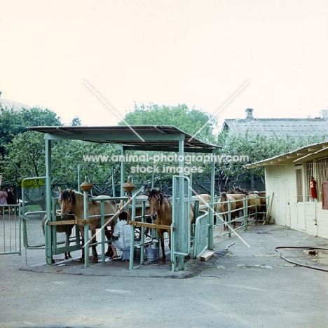 Milking Bashkir horses in Russia