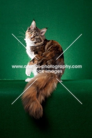 Maine Coon cat with paw lifted up on green background