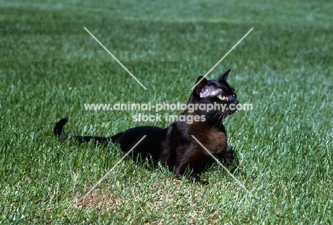 american brown burmese cat watching