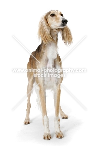 Asutralian Champion Saluki standing on white background