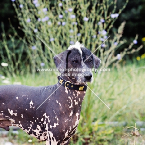 brilliant elimar cs, peruvian hairless dog, perro sin pelo del peru, portrait