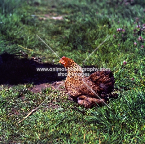 pekin bantam walking in grass