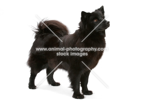 Swedish Lapphund on white background