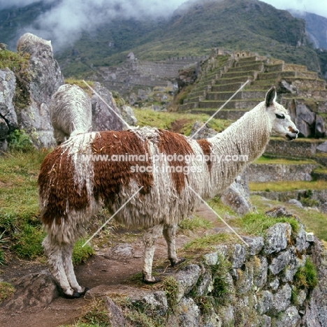 llama at machu picchu, peru