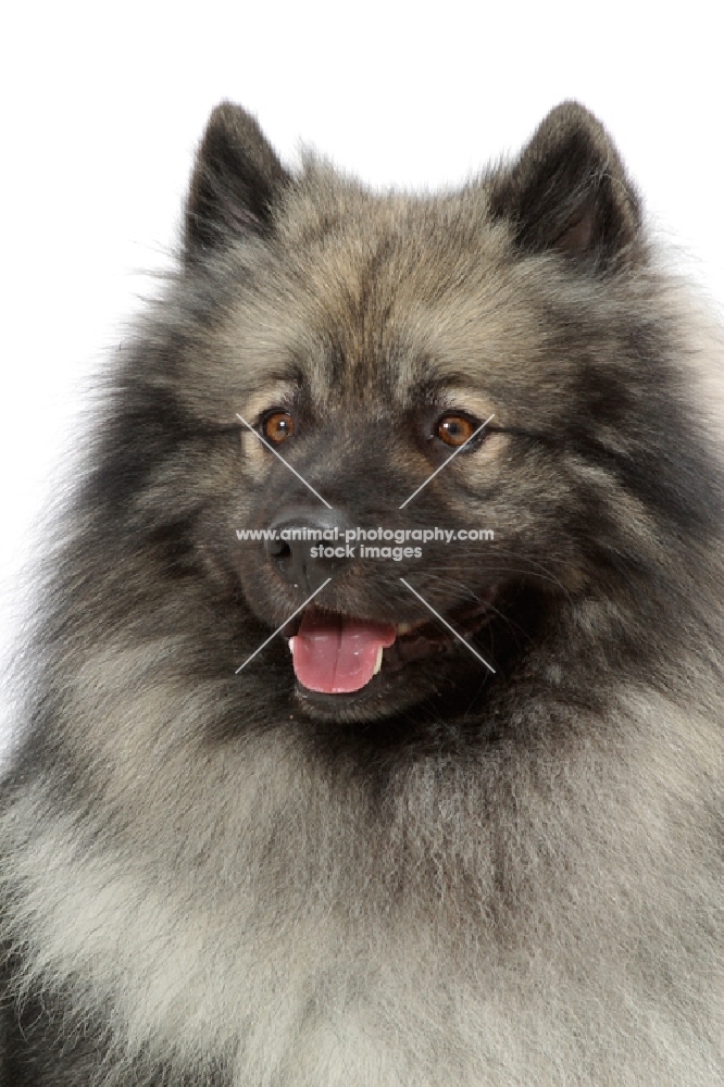 Silver Grey Australian Champion Keeshond portrait