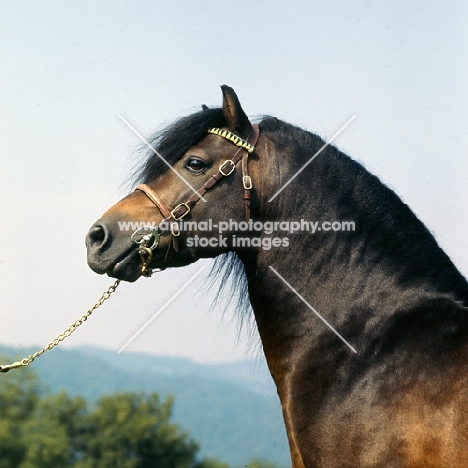 Dartmoor stallion head and shoulders 