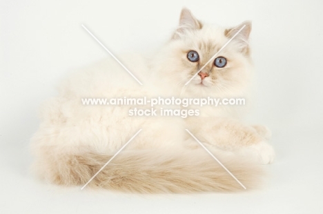 lilac tortie birman kitten lying down