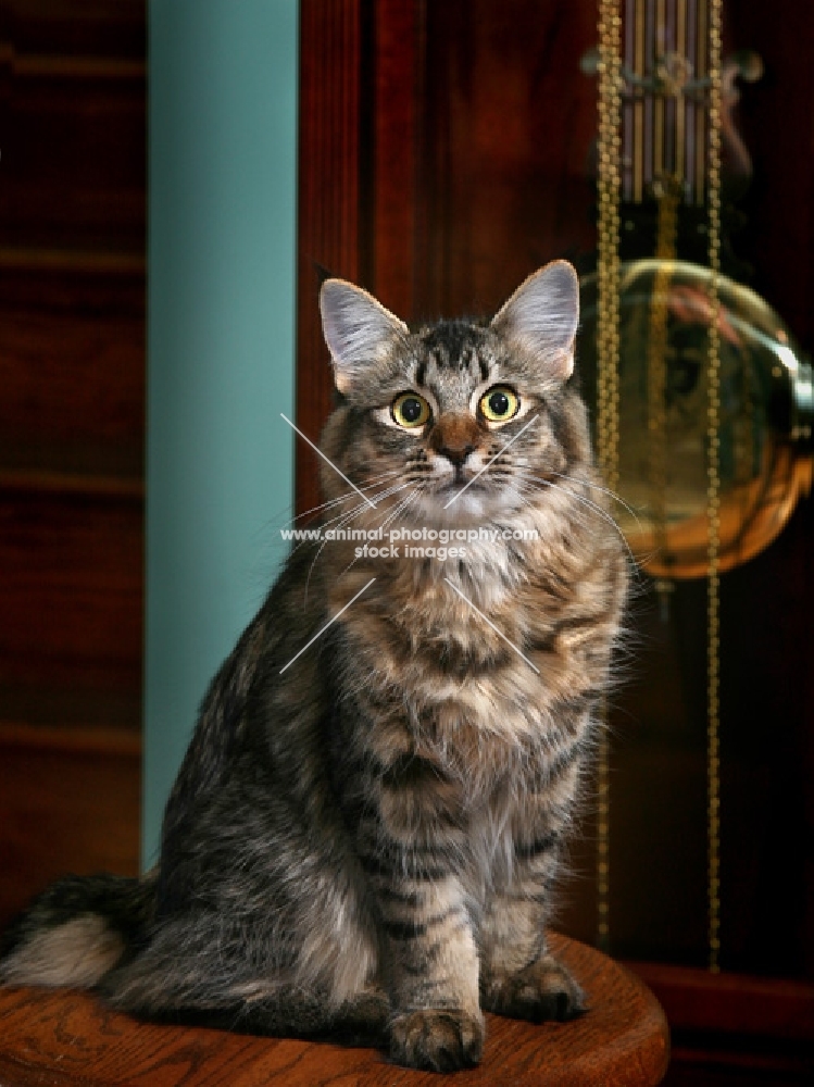 American Bobtail cat sitting in front of Grandfather (pendulum) clock.