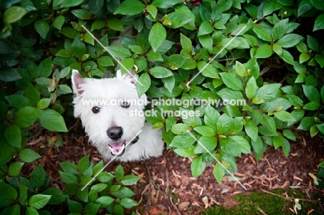 West Highland White in bush