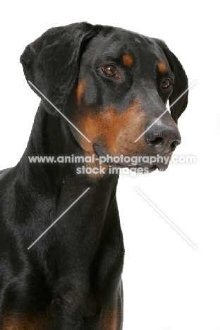 Australian Champion Dobermann