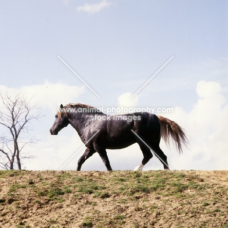 welsh cob (section d) stallion, trotting on skyline