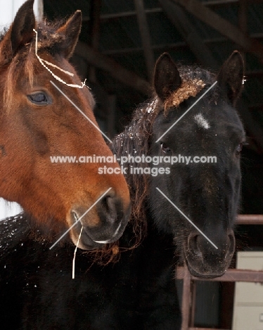 rescues Morgan horses