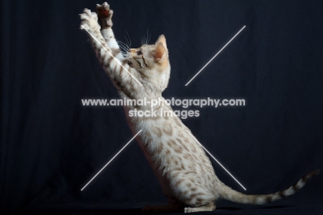 snow Bengal kitten playing, studio shot on black background, front legs in air