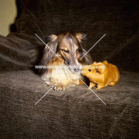 Shetland Sheepdog and a Guinea Pig sniffing each other