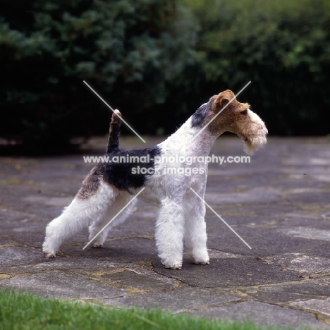 ch penda passion at louline, wire fox terrier standing on a path