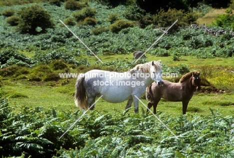 dartmoor mare with her foal