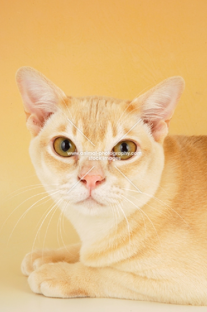 cream burmese portrait