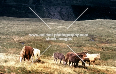 welsh mountain ponies, mares and foals, on the brecon beacons