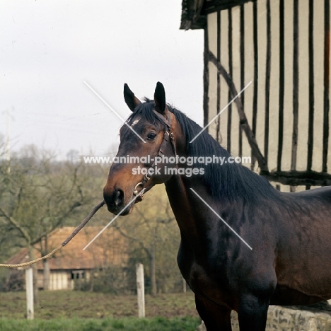 french saddle horse in normany, vandale