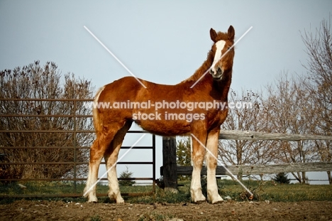 5 month old Belgian filly standing in field