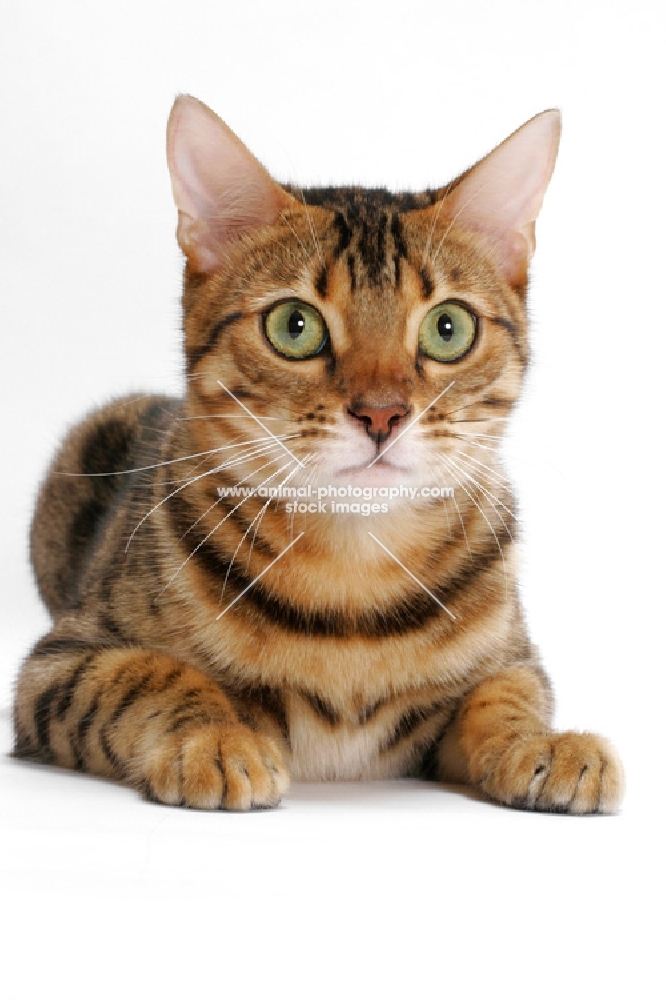 Brown Spotted Tabby Bengal on white background, concentrating