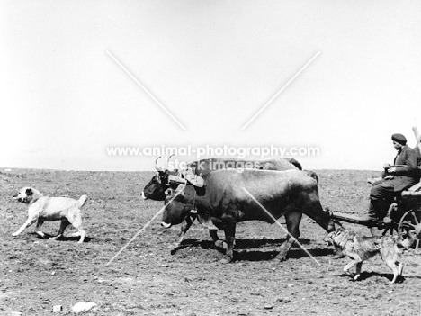 two caucasian sheep dogs with bullock cart in caucasus mountains