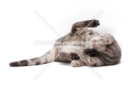 American Shorthair, Blue Silver Classic Tabby, rolling around