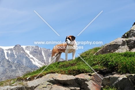 Saint Bernard in Swiss Alps (near St, Bernard Pass)