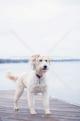 cross bred dog (wheaten cross)