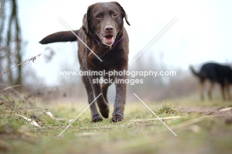chocolate Labrador retriever walking on a path, low angle picture