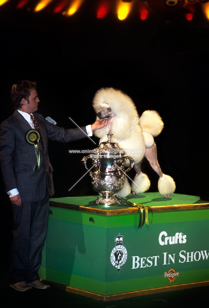 crufts 2002 bis nord ch topscore contradiction, standard poodle, with handler michael nilson