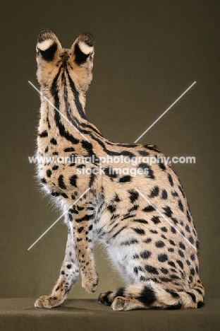 young Serval