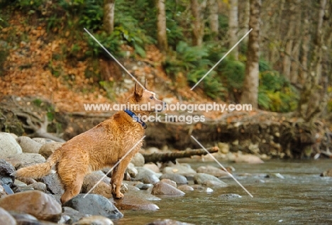 Australian Cattle dog looking over river