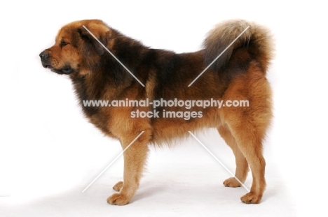 Australian Champion Tibetan Mastiff, posed