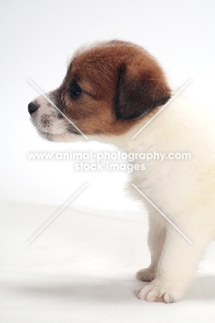 rough coated Jack Russell puppy, side view