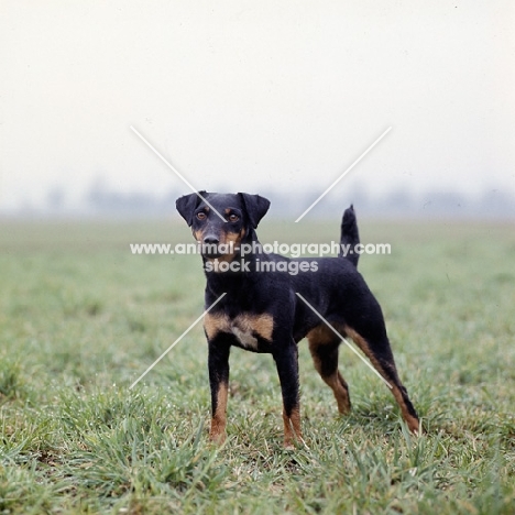 ger ch ethel vom alderhorst,  german hunt terrier standing in misty field