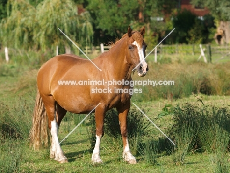 Welsh Cob (section d)