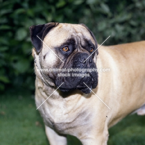 cracker, bullmastiff portrait