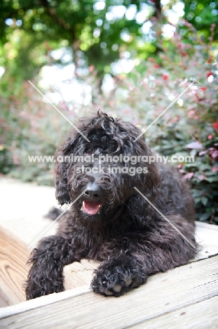 goldendoodle lying on bench