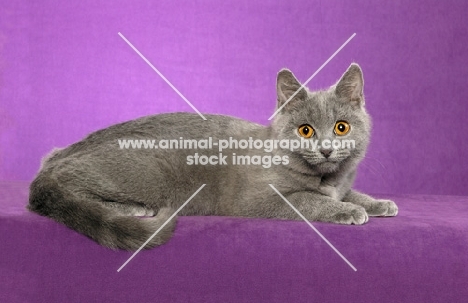 young Chartreux Cat on purple background