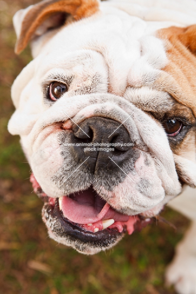 Bulldog close up