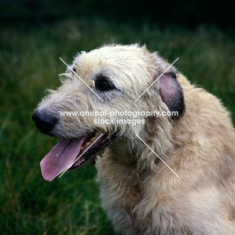 irish wolfhound from brabyns kennel