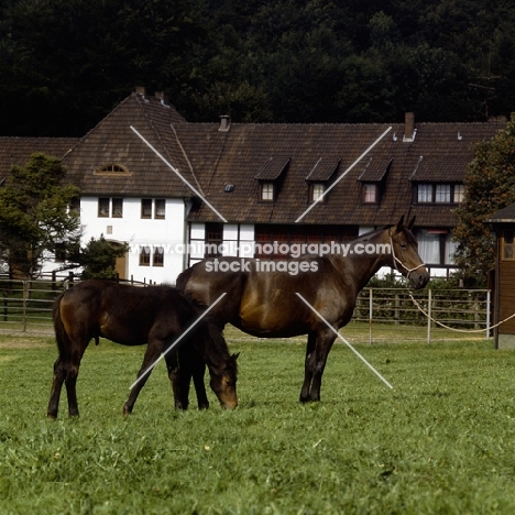 trakehner mare and foal at gestüt webelsgrund