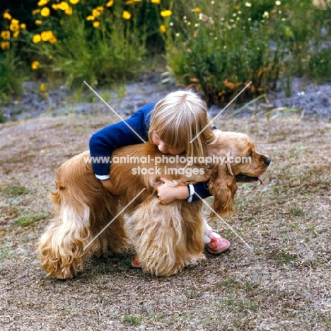 american cocker spaniel hugged by a girl