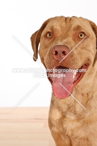 Chesapeake Bay Retriever portrait