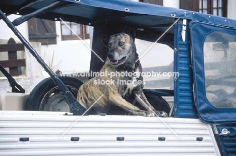 very rare Cao Fila de Sao Miguel, cow herder of the Azores, guarding car