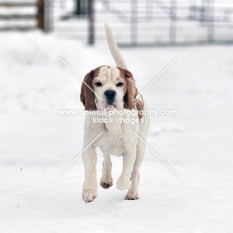 Beagle running towards camera in snow