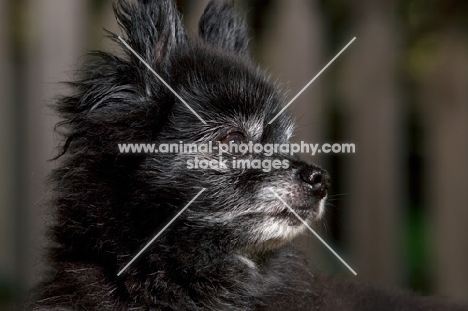 close up of black chihuahua mix