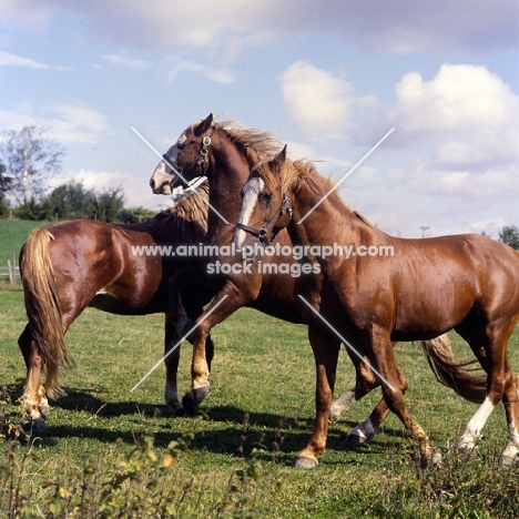 Hjelm, Martini, Tito Naesdal  three Frederiksborg stallions enjoying arguement